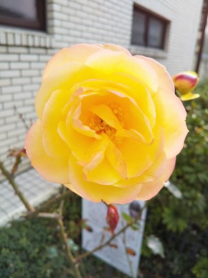 アンネのバラ１.jpg