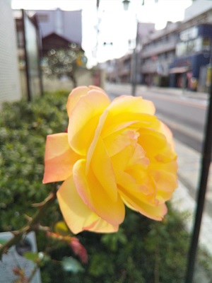 アンネのバラ２.jpg