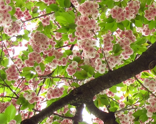 八重桜２.jpg