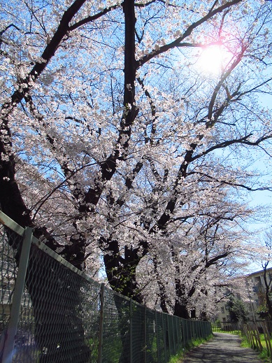 小金井　桜１.jpg