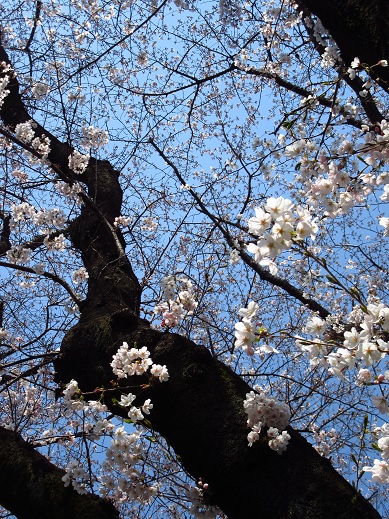 小金井桜１.jpg
