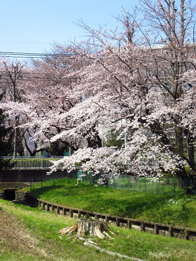 小金井桜３.jpg