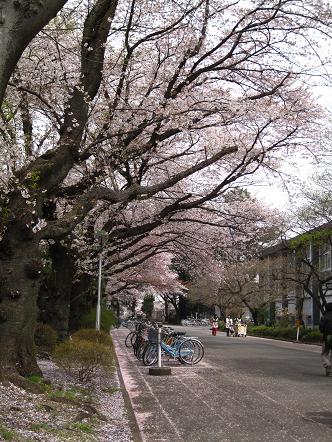 散る桜１.jpg