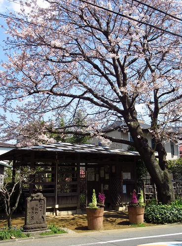 染井の桜１.jpg