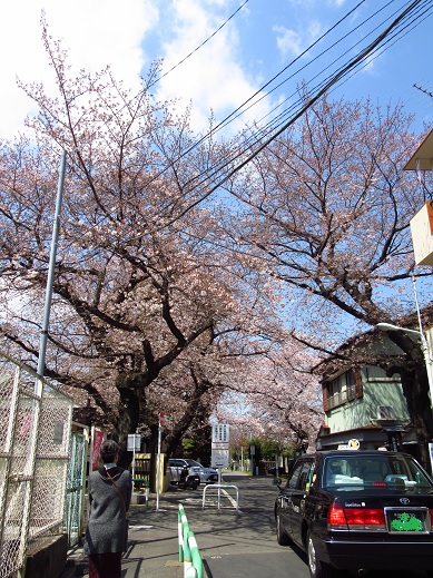 染井の桜２.jpg