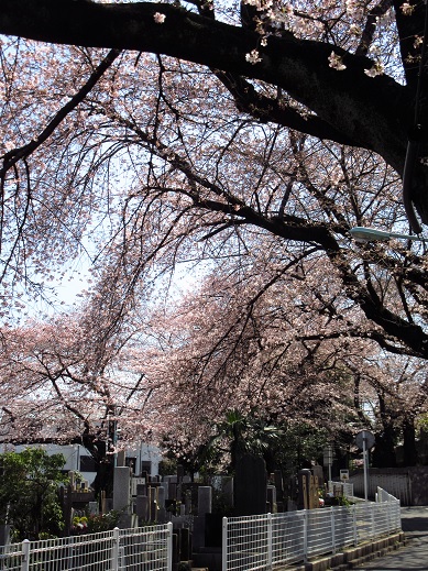 染井の桜３.jpg