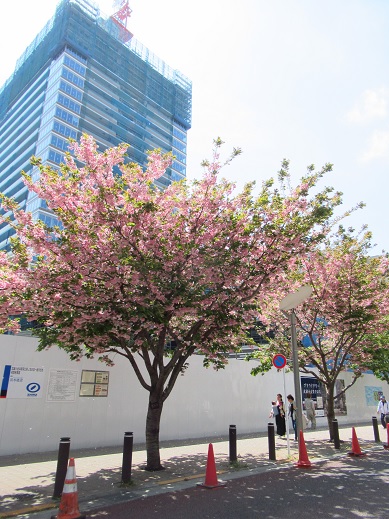 桜・2019-4-23.jpg