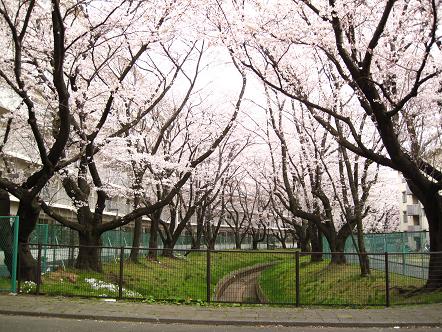 桜咲く５.jpg