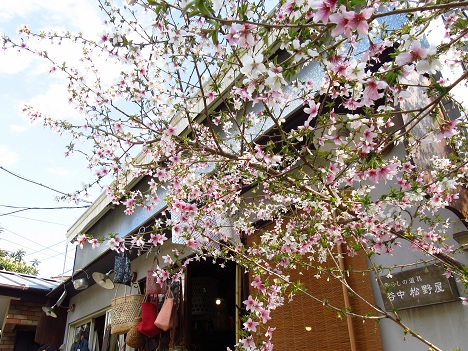 谷中の桜.jpg