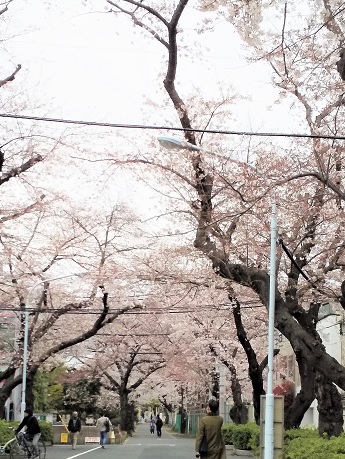 谷中霊園＊桜１.jpg