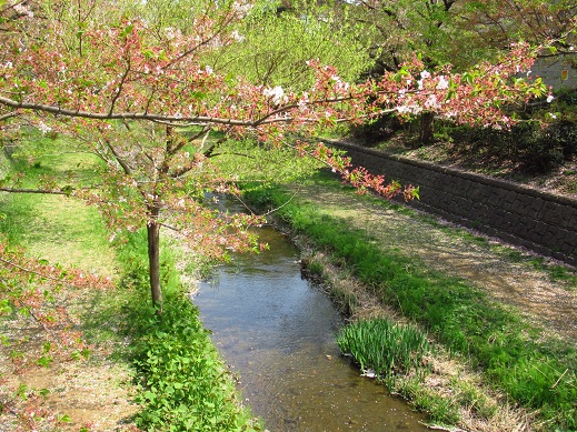 野川の桜１.jpg