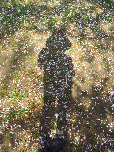 野川の桜４.jpg