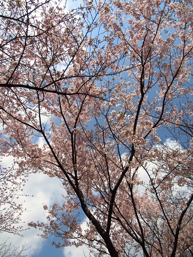 飛鳥山の桜.jpg
