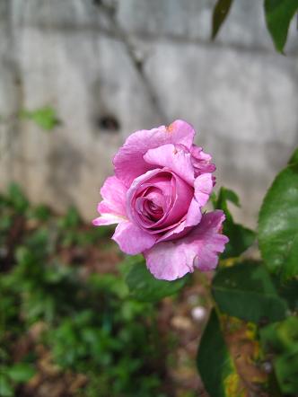 rose4.jpg